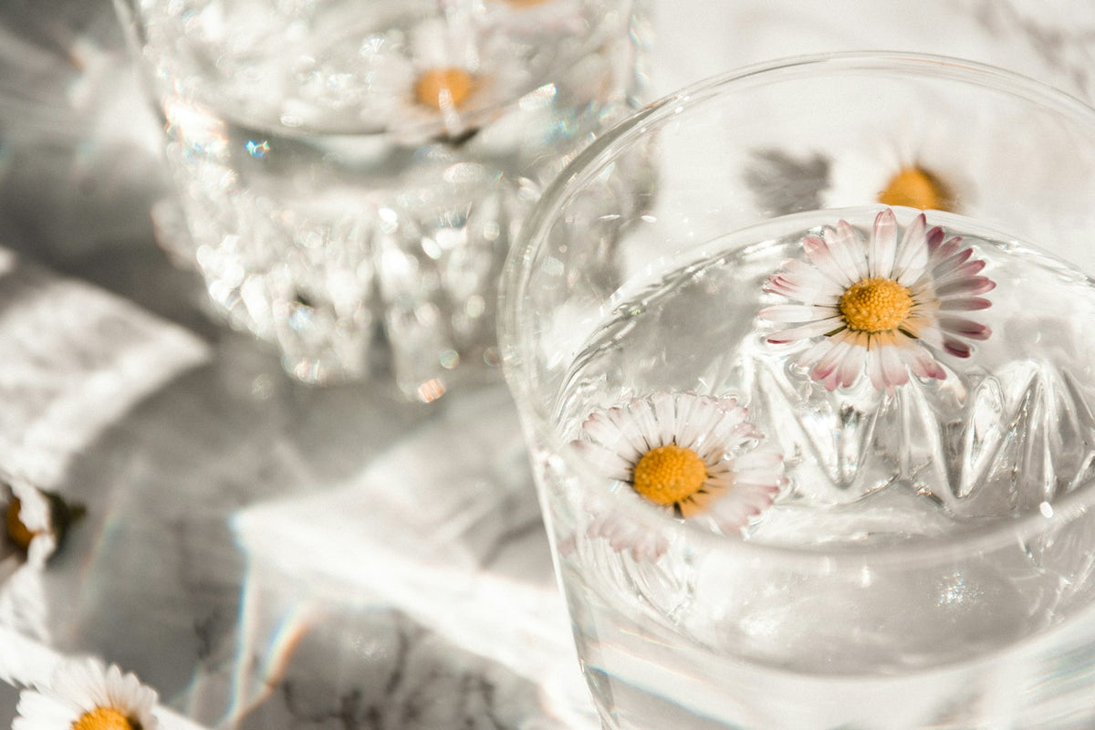 A daisy floating in a glass of water in warm light